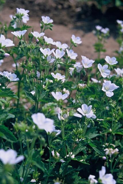 12x Geranium sang. 'Album' - ↕10-25cm - Ø9cm - Pflanzfix24