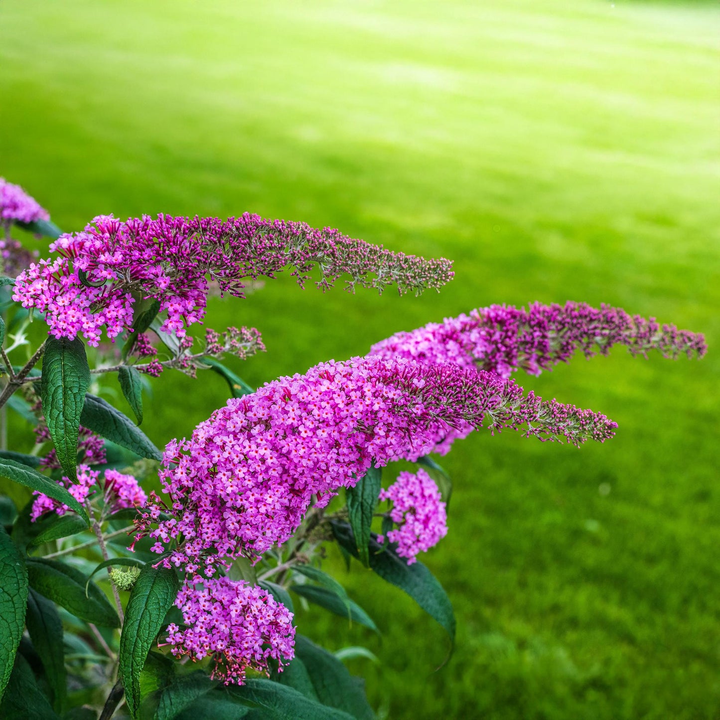 Pflanzfix24.de - Schmetterlingsstrauch - Buddleja davidii Pink Delight - Blüte Rosa - 1 Pflanze - Laubabwerfend - Schmetterlingsanziehend - Topf 17cm Höhe 25cm - Pflanzfix24.de