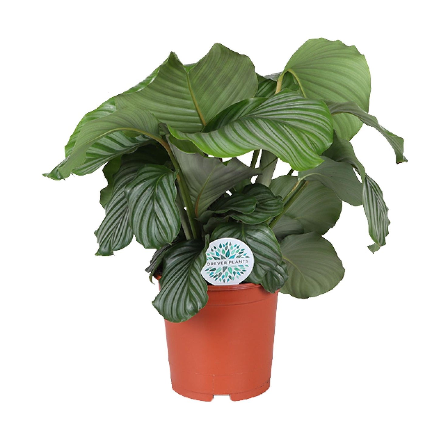Calathea Orbifolia - Ø21cm - Pflanzfix24
