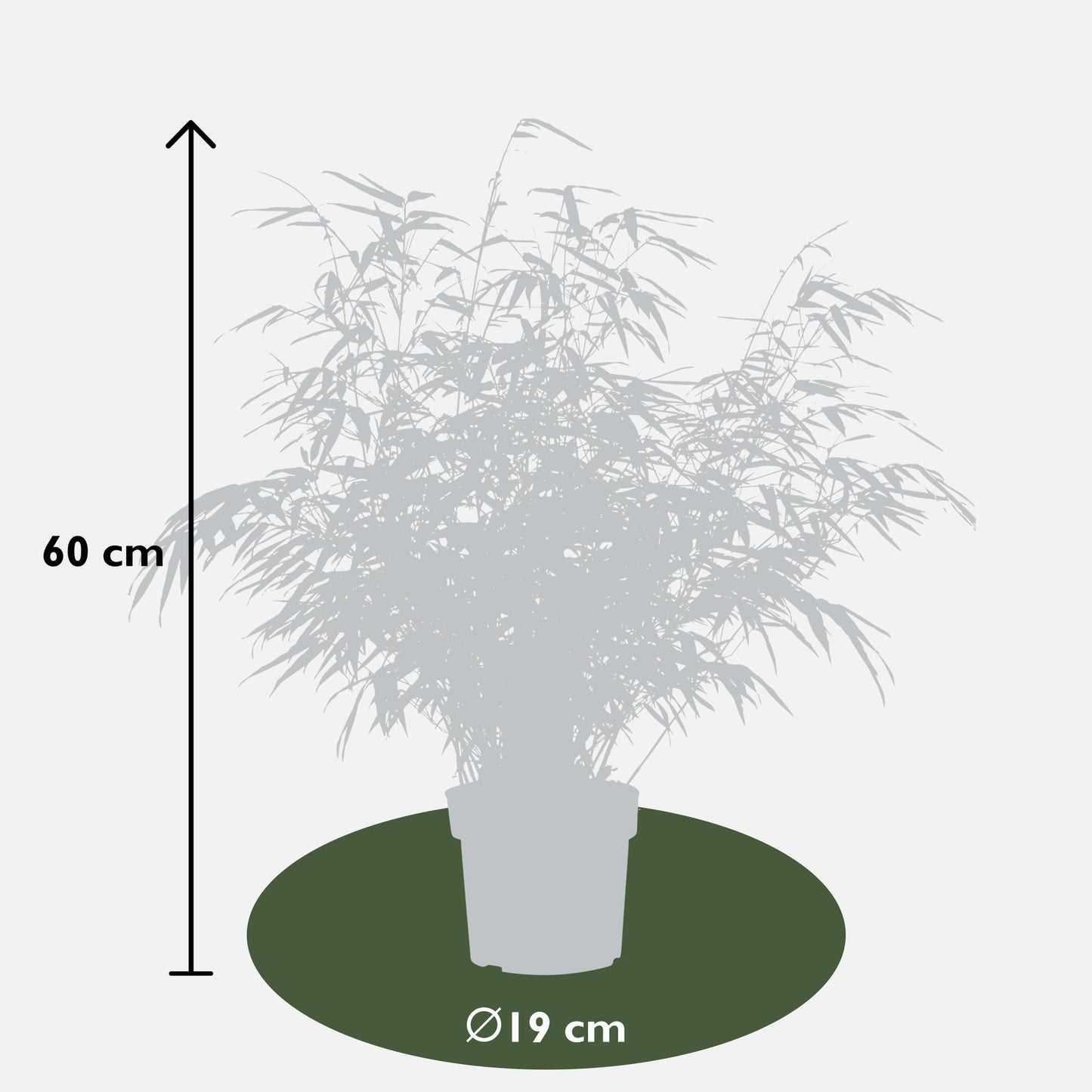 4x Fargesia rufa - 60cm - Ø19 - pflanzfix24