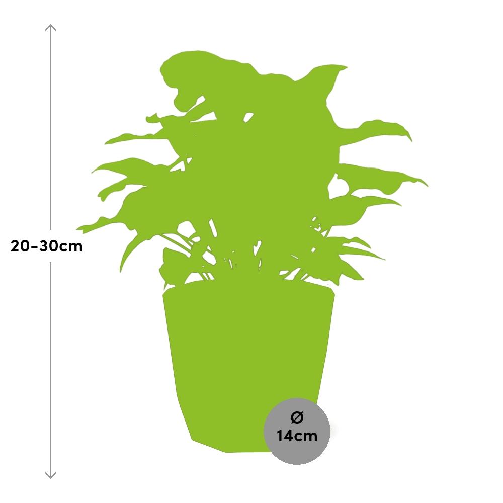 Syngonium Arrow in 14cm b.for rock living black - Pflanzfix24