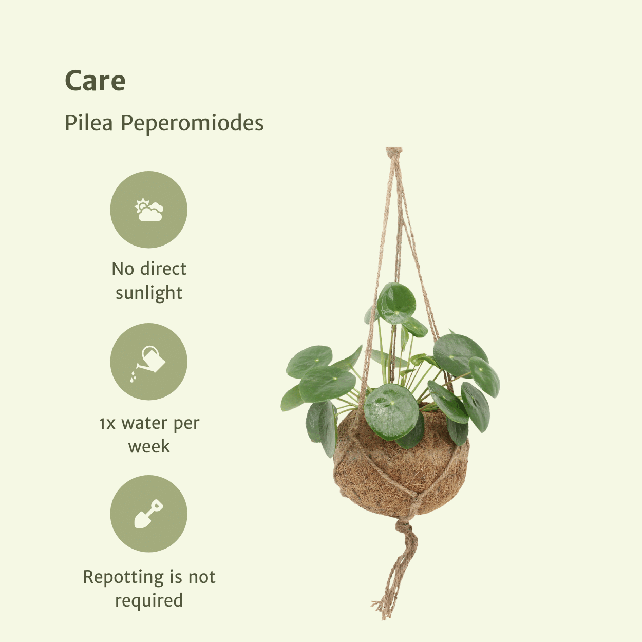 2x Kokodama Pilea Peperomiodes - Pfannkuchenpflanze - 20cm - ø15 - Pflanzfix24