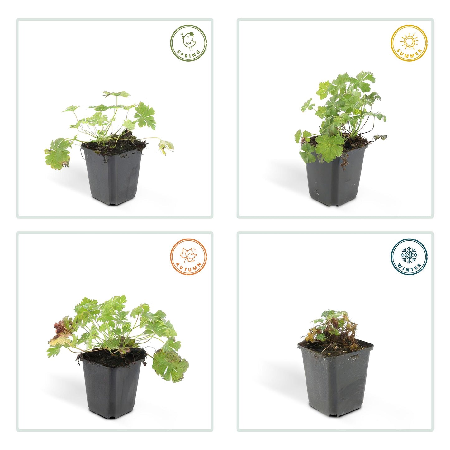 20er Set Geranium cant. 'Biokovo' - Robuste Bodendecker von Pflanzfix24.de - Pflanzfix24.de