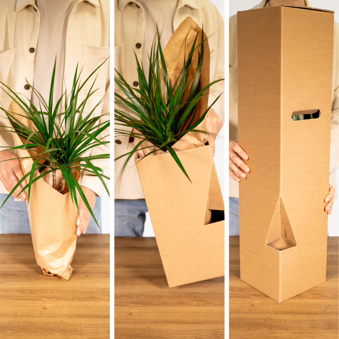 Gartenkräutermischung 4er Set Ø14cm – Frische Kräuter | Pflanzfix24.de - Pflanzfix24.de