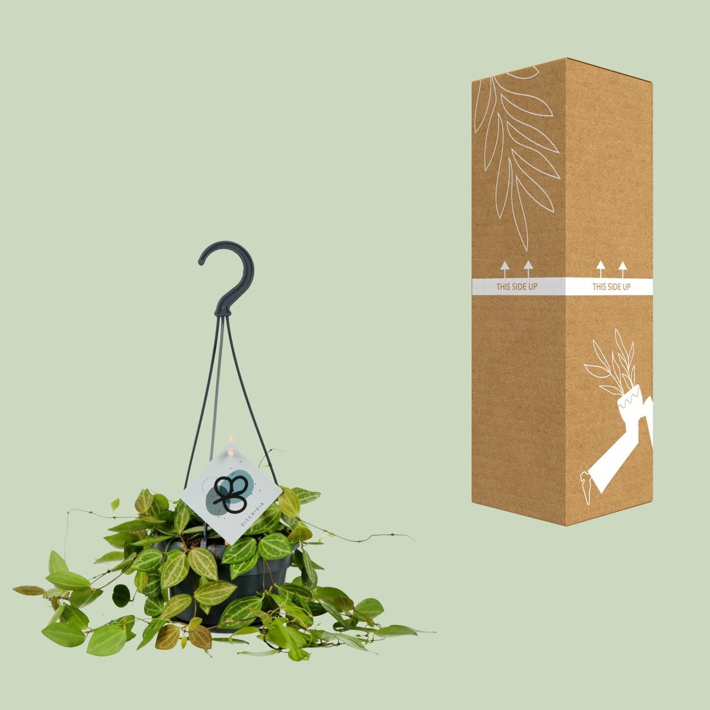 Dischidia Ovata - Ø14cm - ↕40cm - Pflanzfix24.de - Pflanzfix24.de