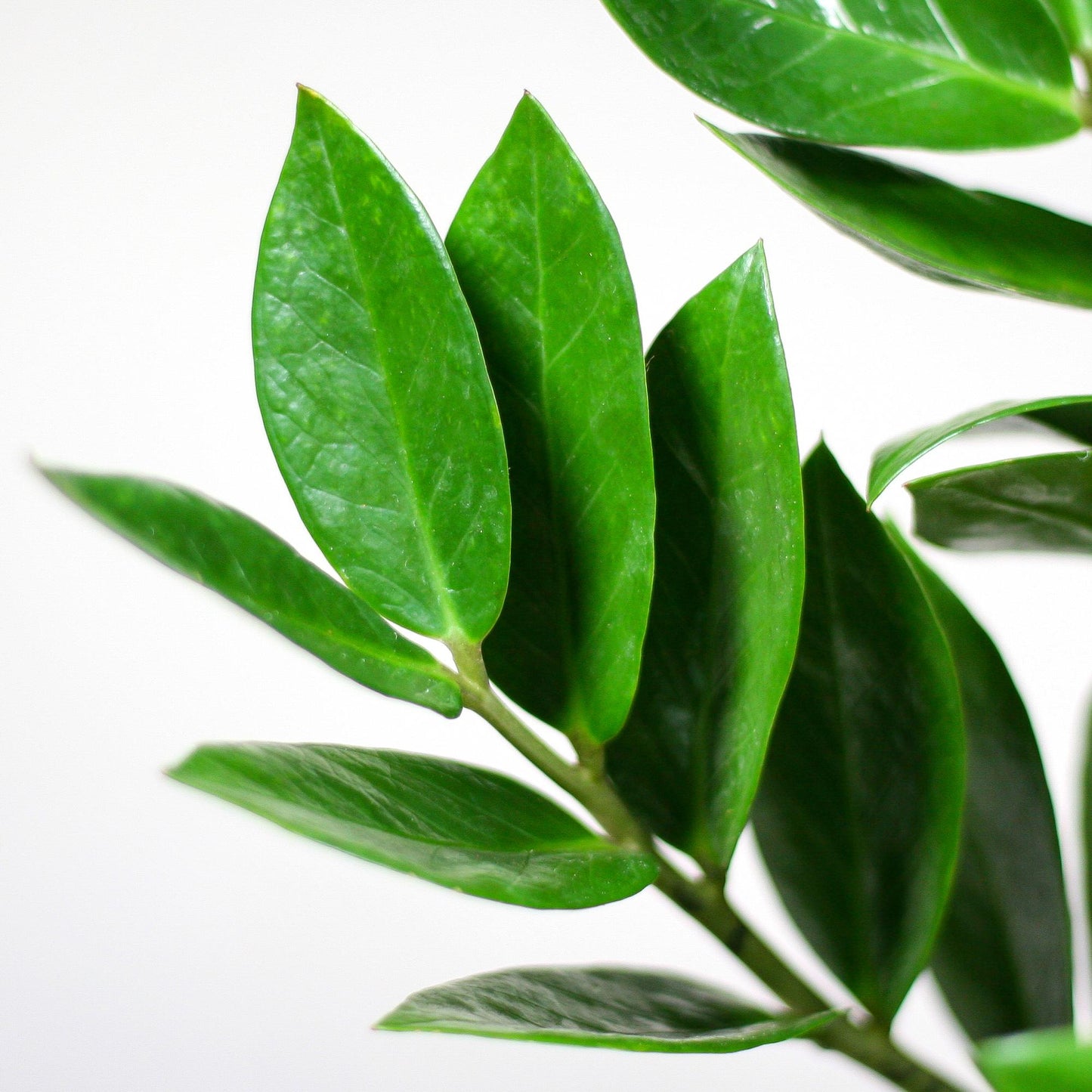 Zamioculcas mit Viber-Topf Grau 80 cm – Pflanzfix24