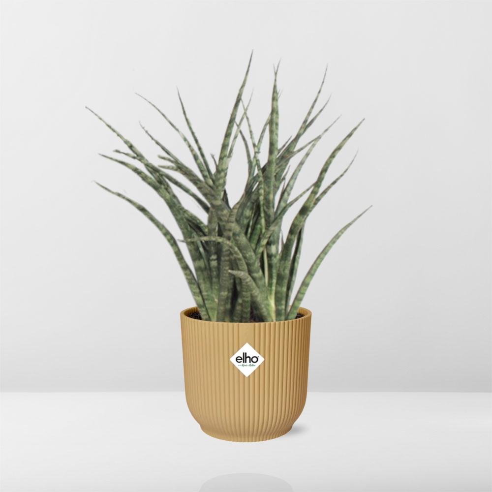 Sansevieria Fernwood Punk in ELHO Vibes Fold 14cm geel - Pflanzfix24