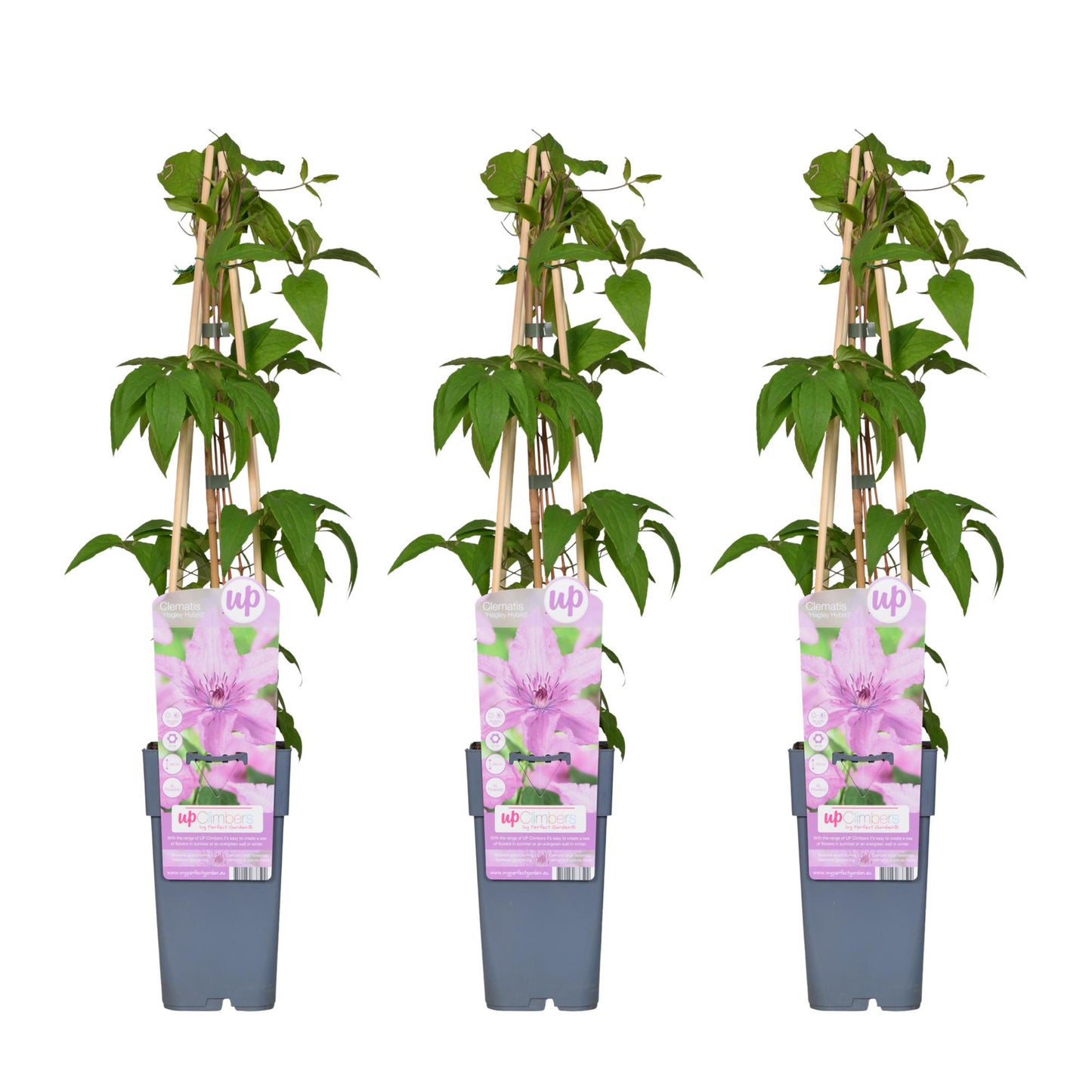 3x - Clematis Hagley Hybrid - ↨65cm - Ø15 - Pflanzfix24