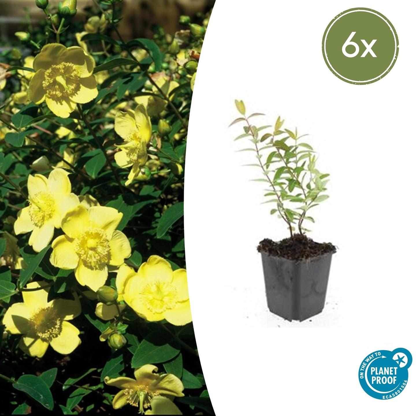 6x Hypericum 'Hidcote' - ↕10-25cm - Ø9cm - Pflanzfix24.de - Pflanzfix24.de