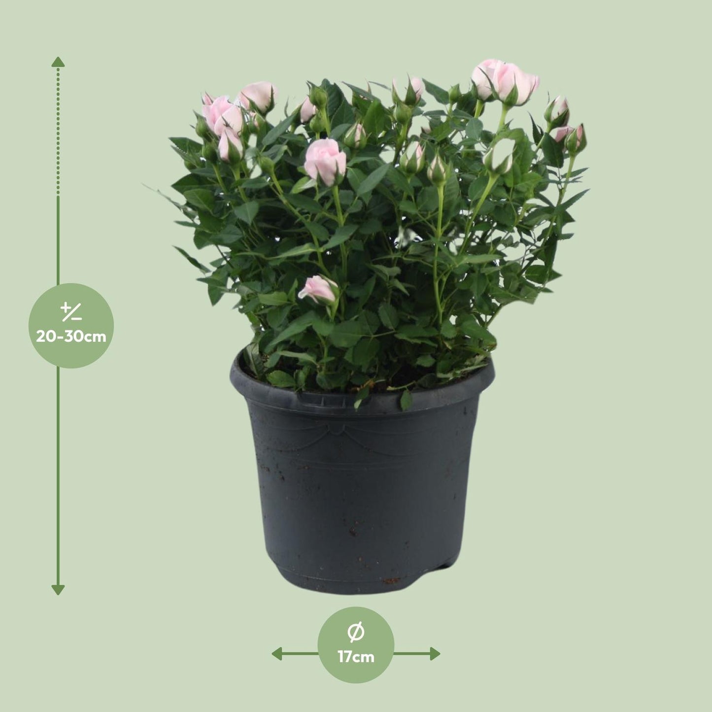 Topfrose Rosa Jewel Patio Baby Ø17cm – Pflegeleicht | Pflanzfix24