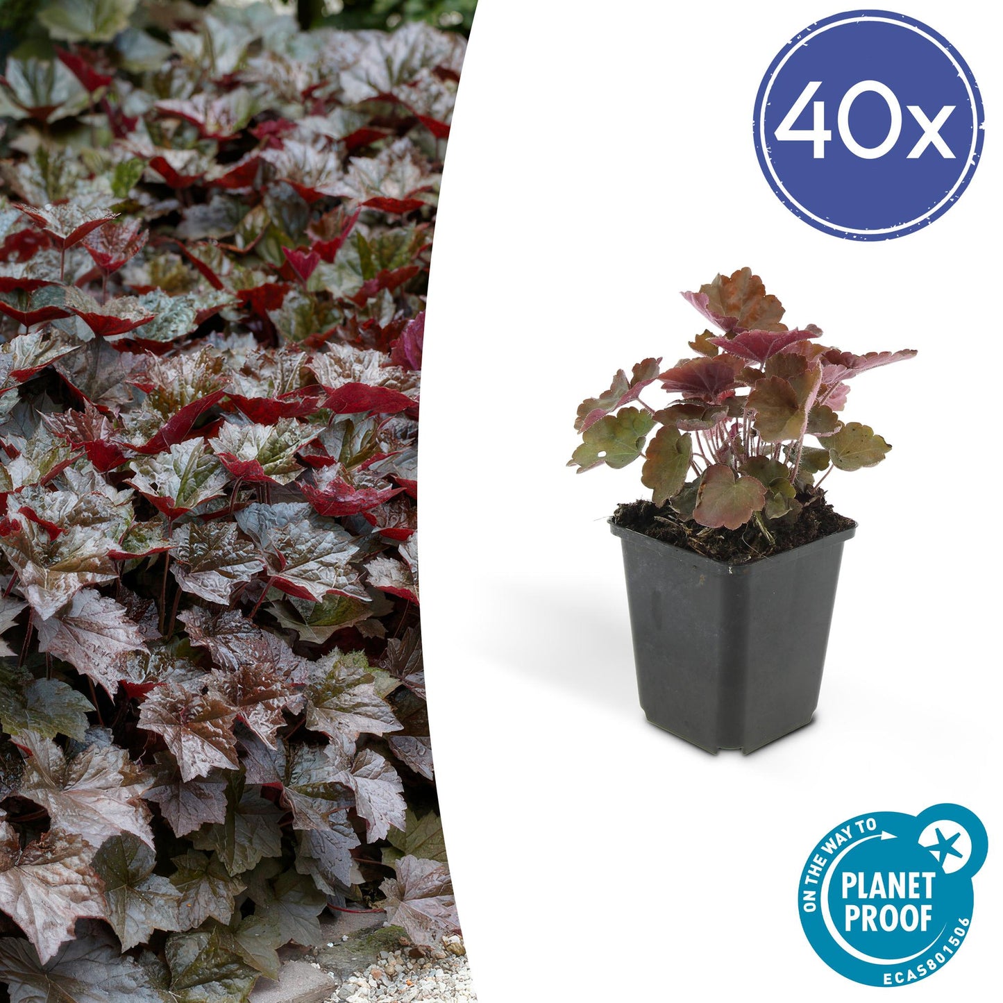 40x Heuchera mic. 'Palace Purple' - ↕10-25cm - Ø9cm - Pflanzfix24.de - Pflanzfix24.de