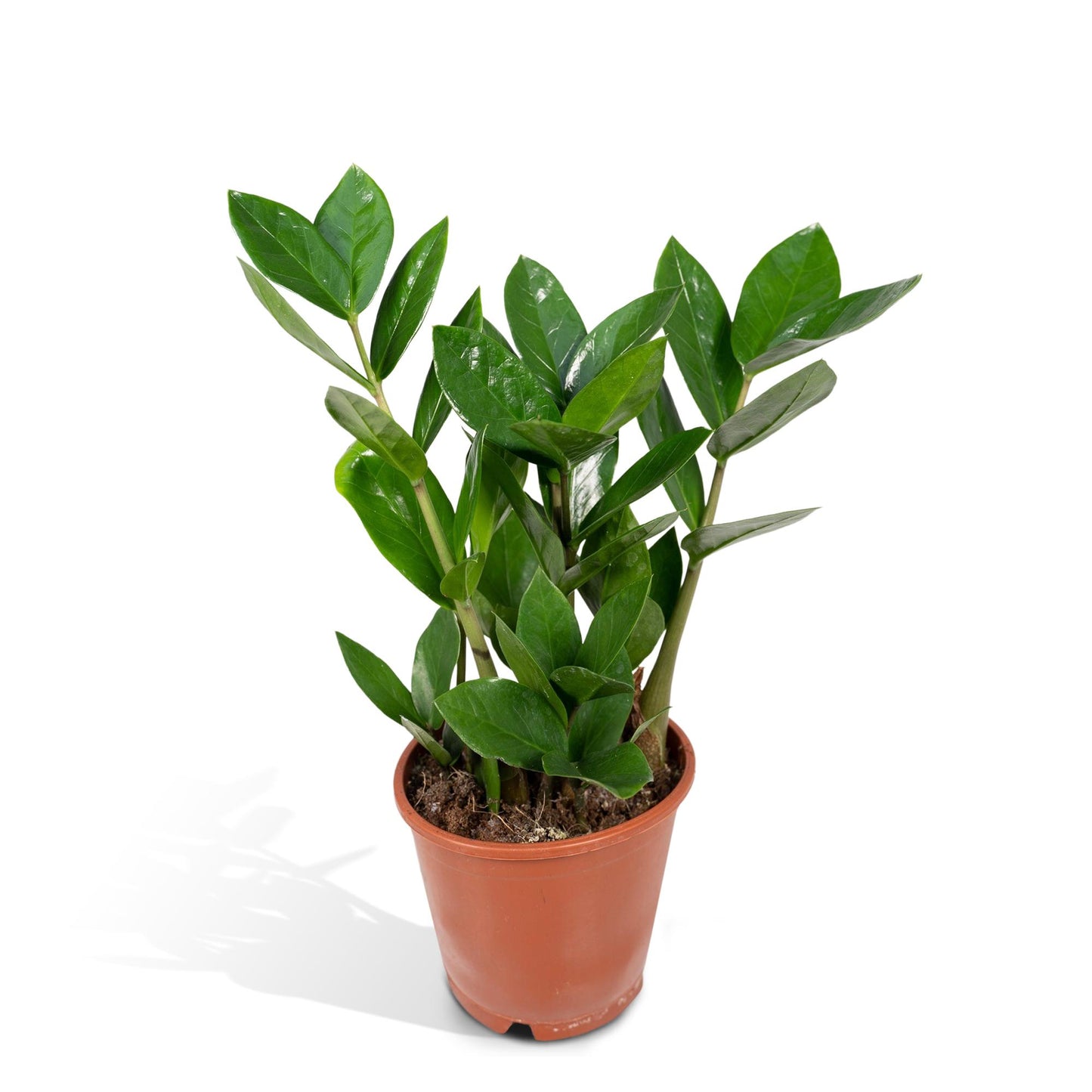 Zamiokulas 75 cm im 17 cm Topf – Pflanzfix24.de - Pflanzfix24.de