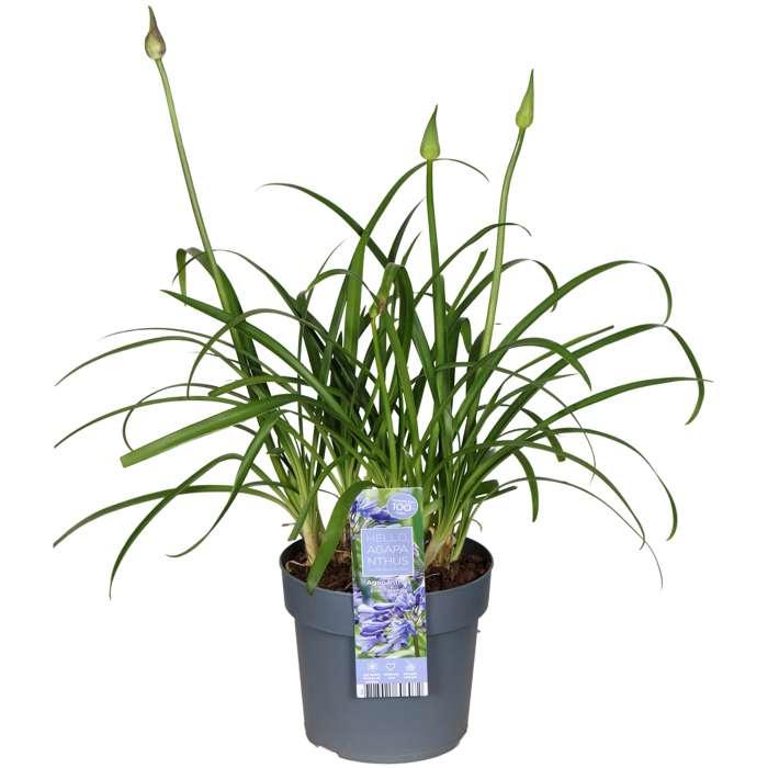 Agapanthus 'Ever Sapphire' - Pflanzfix24.de - Pflanzfix24.de