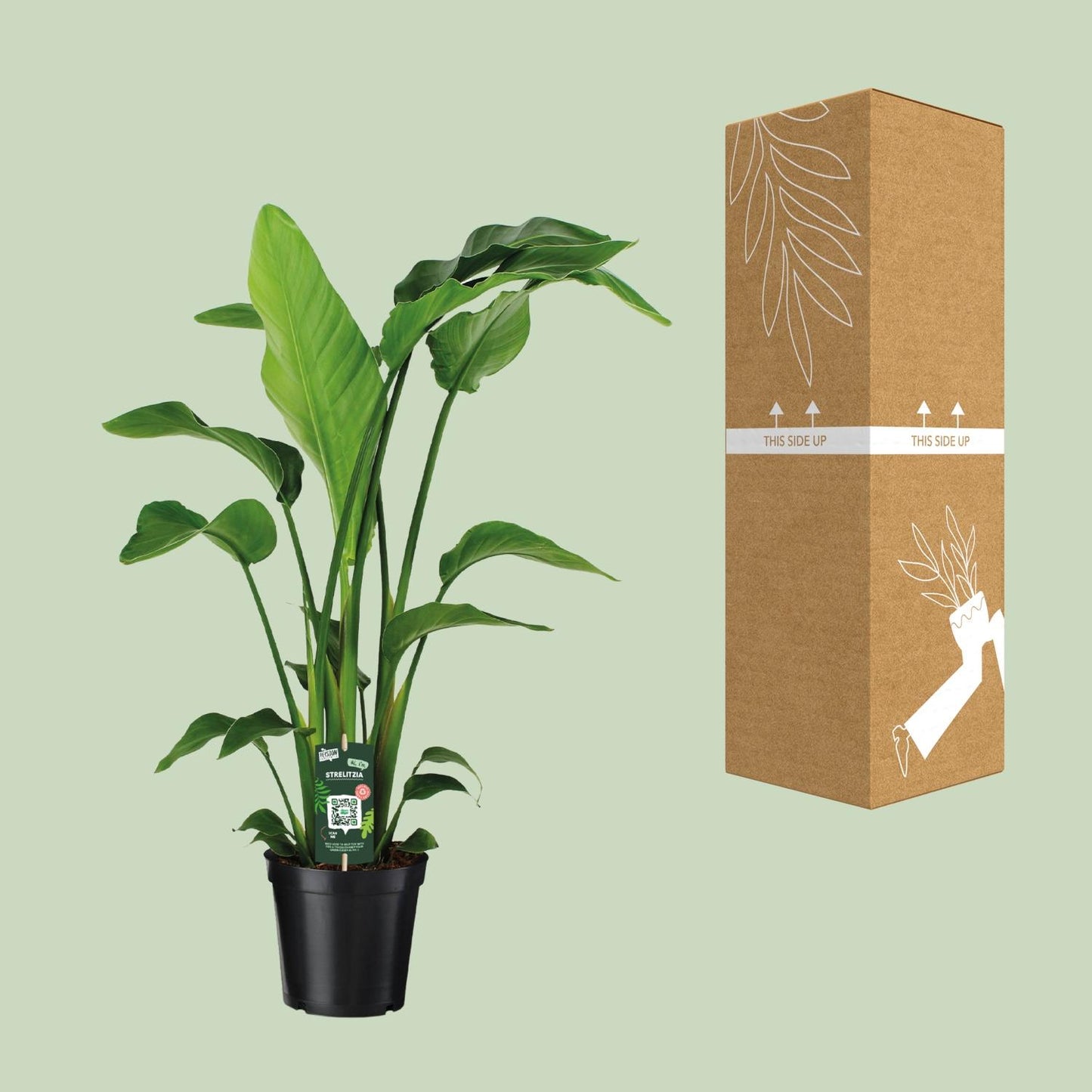 Strelitzia Nicolai Paradiesvogelblume 90 cm – Pflanzfix24.de - Pflanzfix24.de