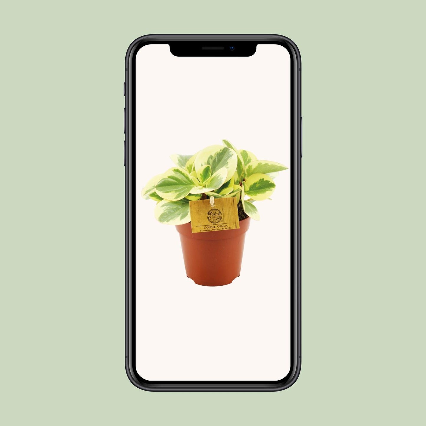 Peperomia Obtipan Bicolor - Ø12cm - ↕20cm - Pflanzfix24