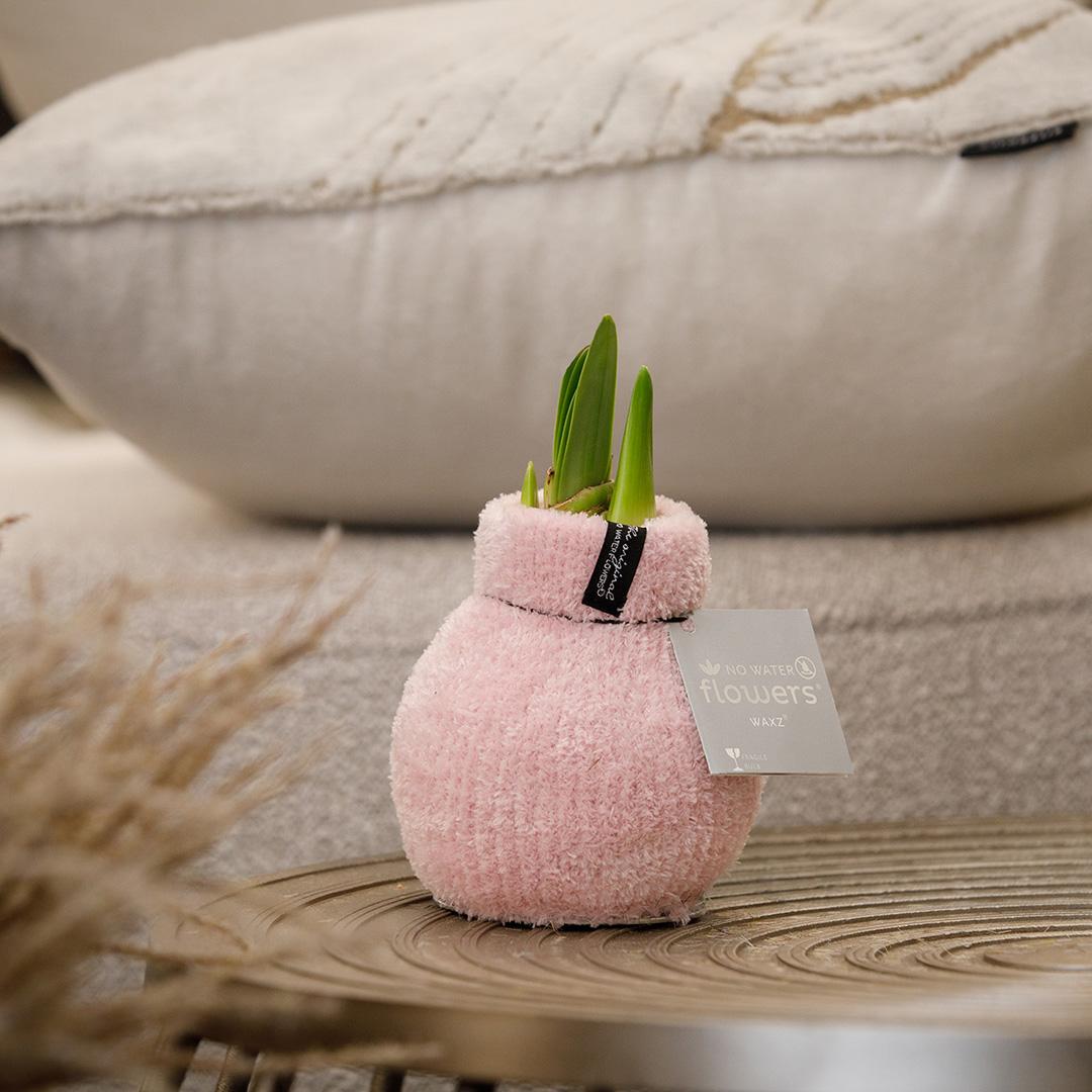 No Water Flowers® (wax amaryllis) Fashionz Cozy Fluffy Mix (3 pack) + Red flower - Pflanzfix24