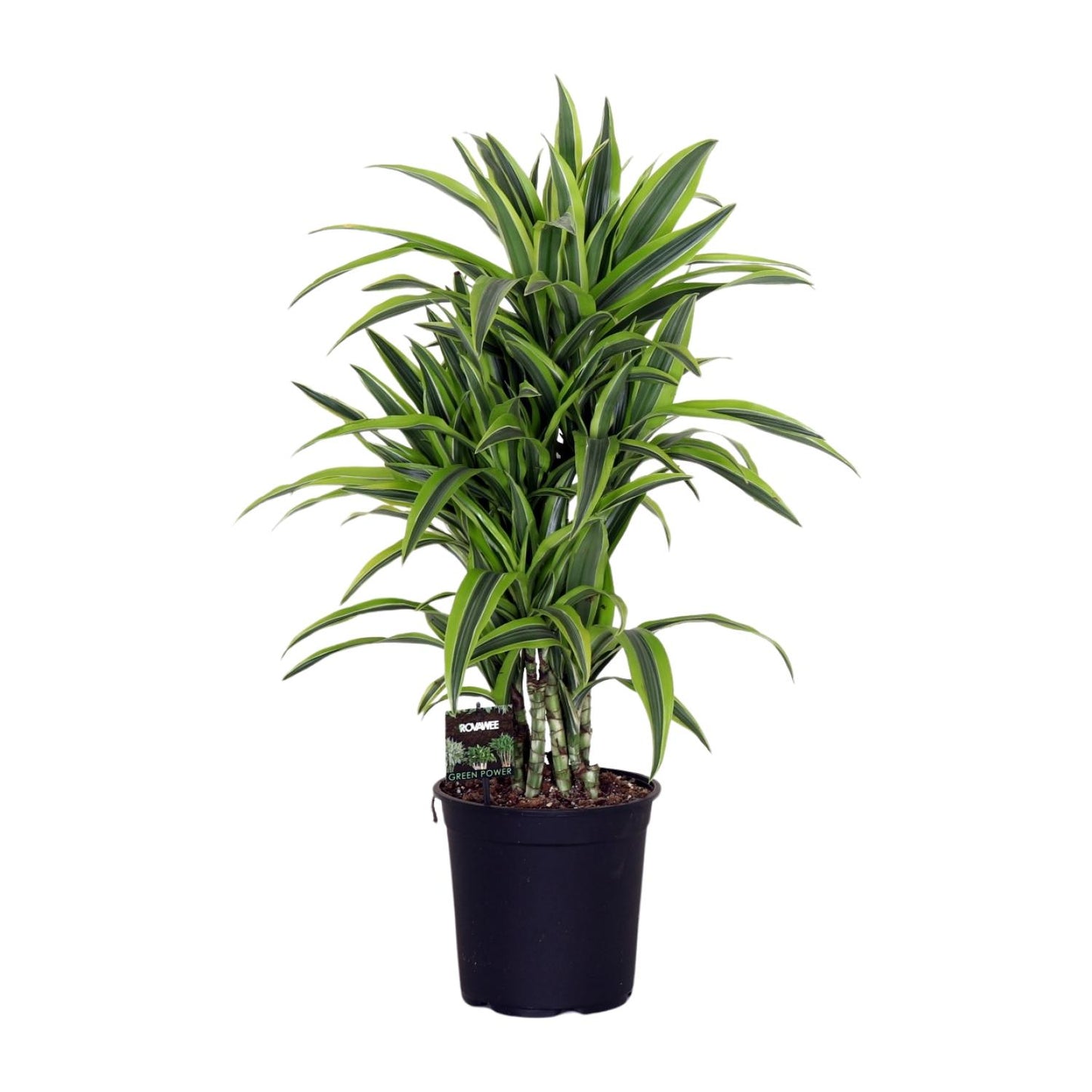 Dracaena Fragr. Lemon Lime - Ø24cm - ↕100cm - Pflanzfix24