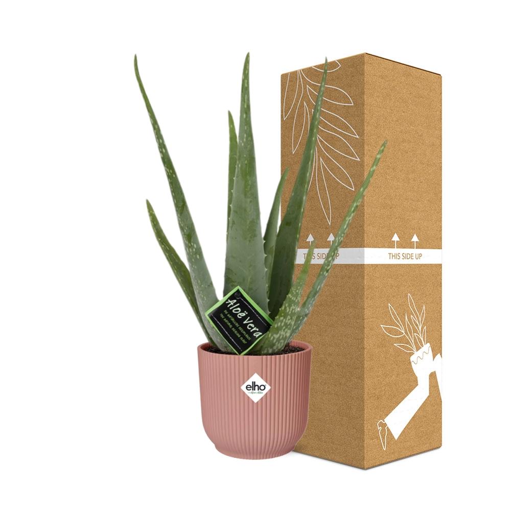 Aloe Vera 12cm in ELHO Vibes Fold 14cm roze - Pflanzfix24