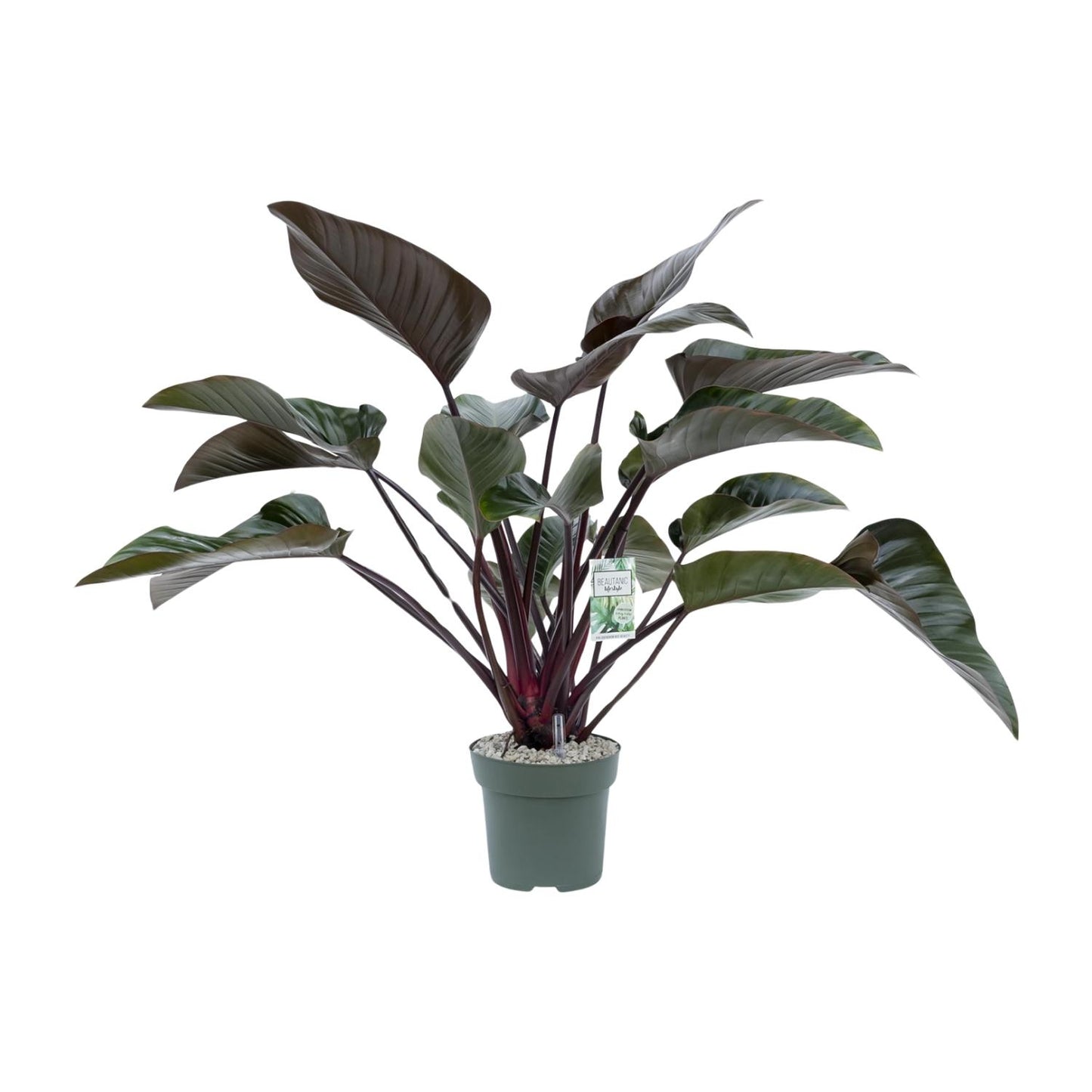 Philodendron Red Beauty - Ø27cm - Pflanzfix24