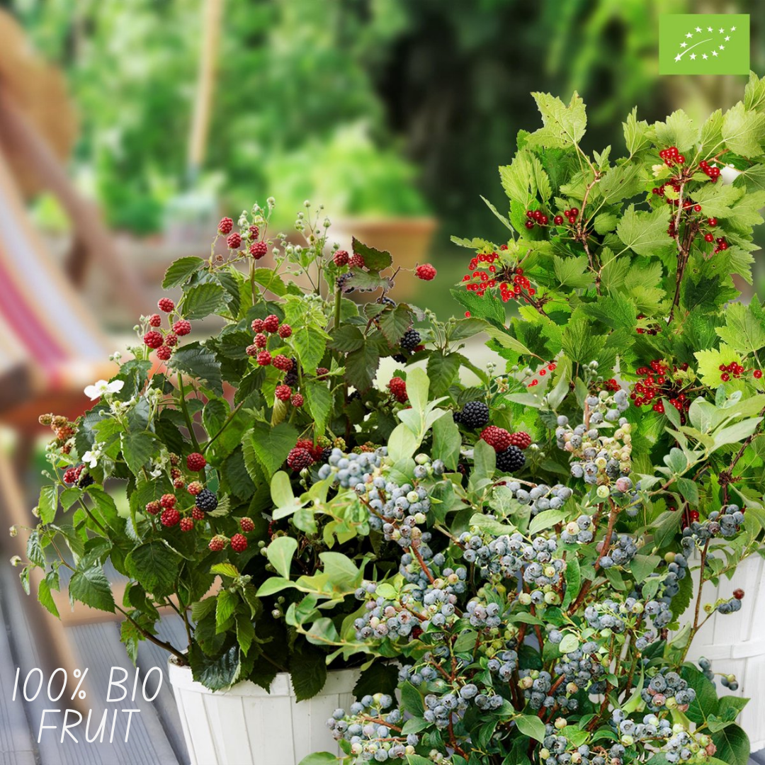 Sommerfruchten BIO Obstpflanzen Mix - 4 Sorten - pflanzfix24