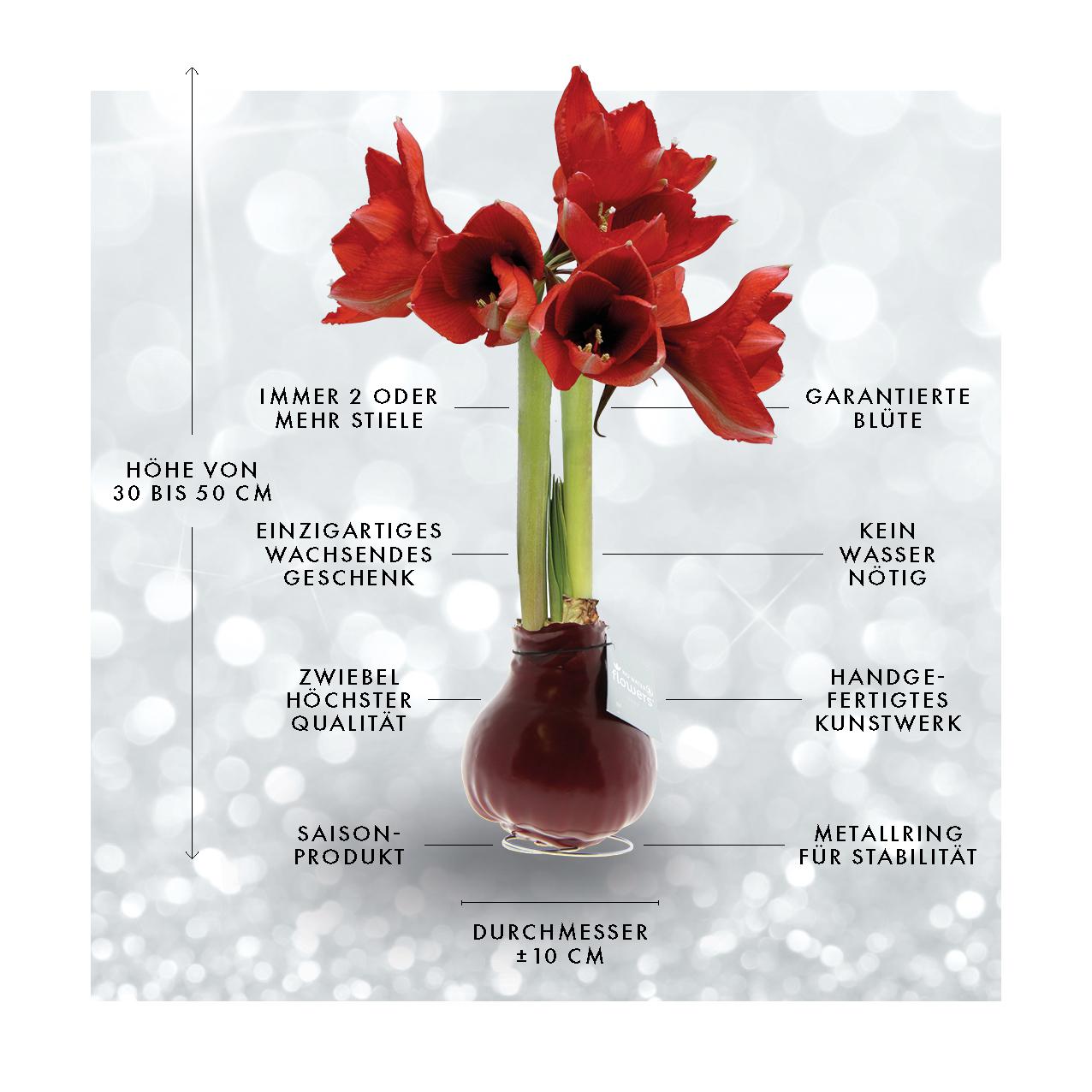 No Water Flowers® (wax amaryllis) | Waxz® Colours - Pink + Red flower - Pflanzfix24