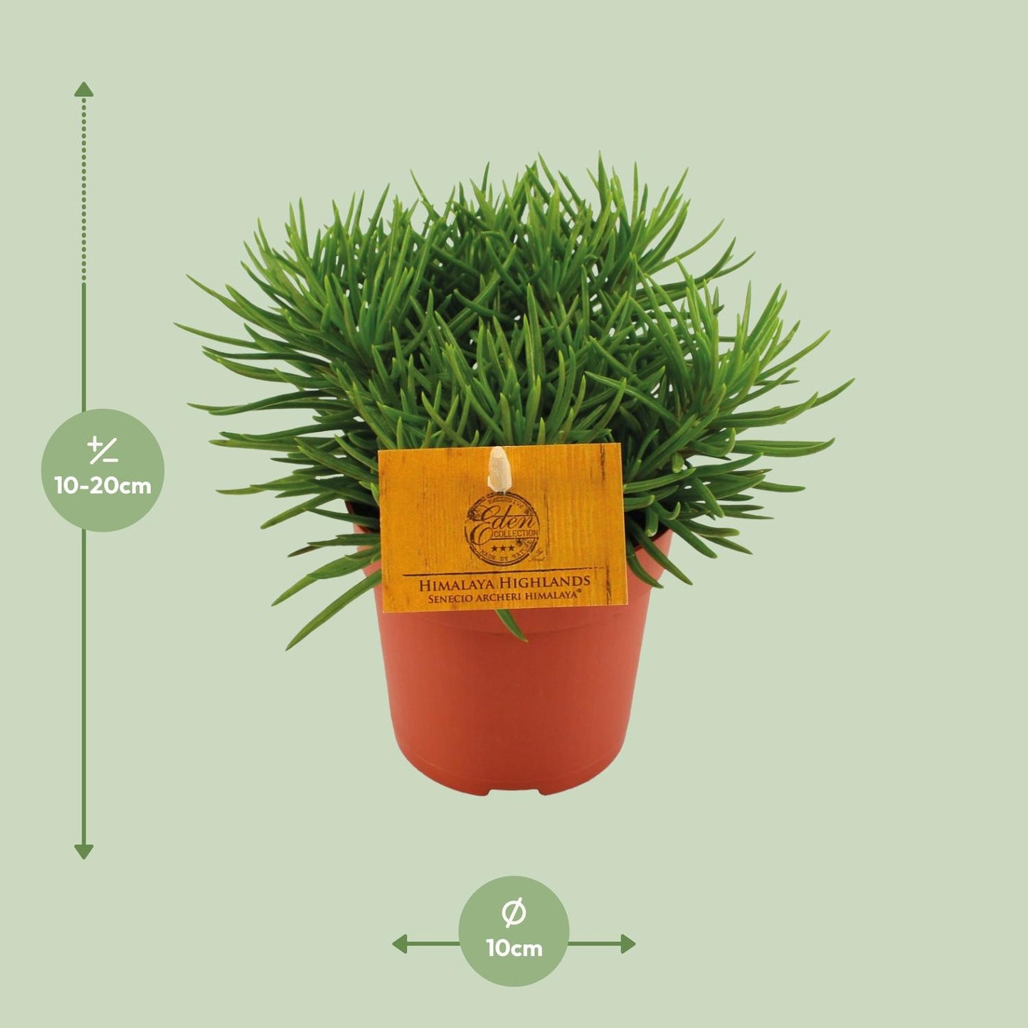 Senecio Himalaya - Ø11cm - ↕15cm von Pflanzfix24
