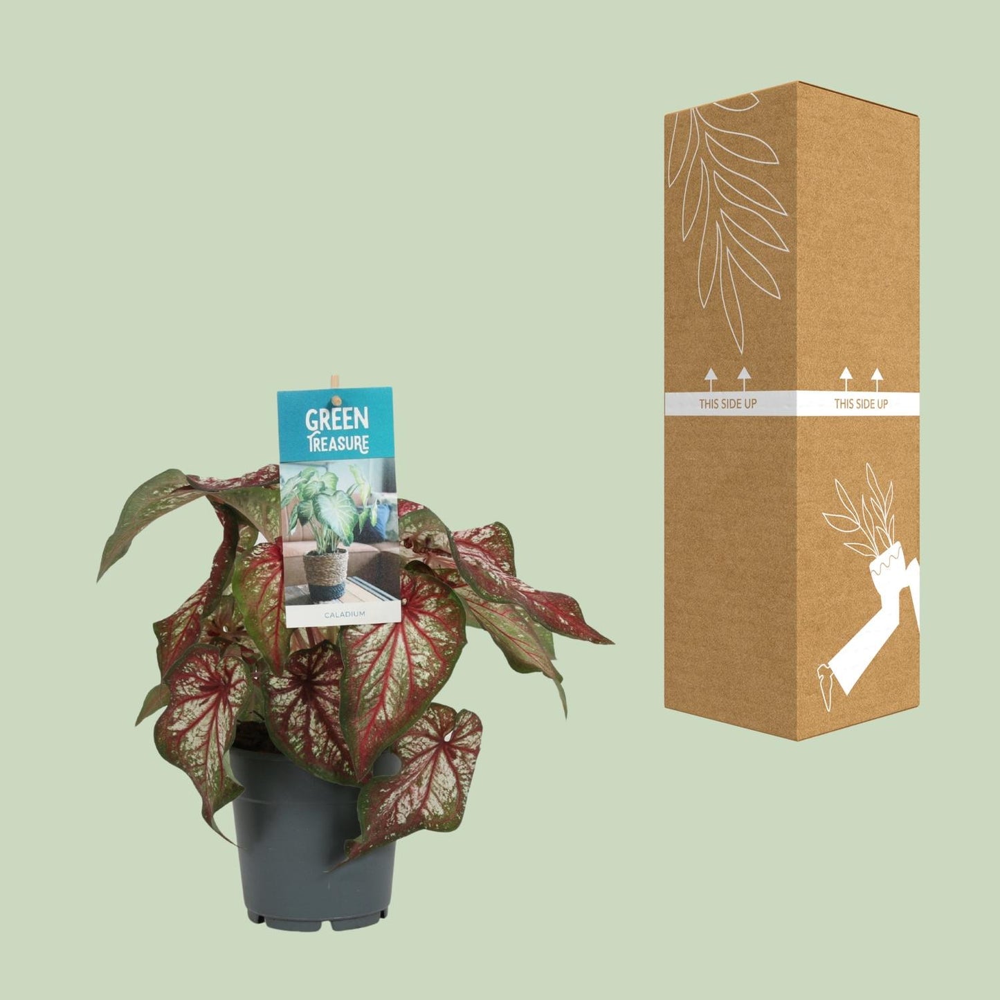 Caladium Bicolor - Engelsschwingen - pflanzfix24