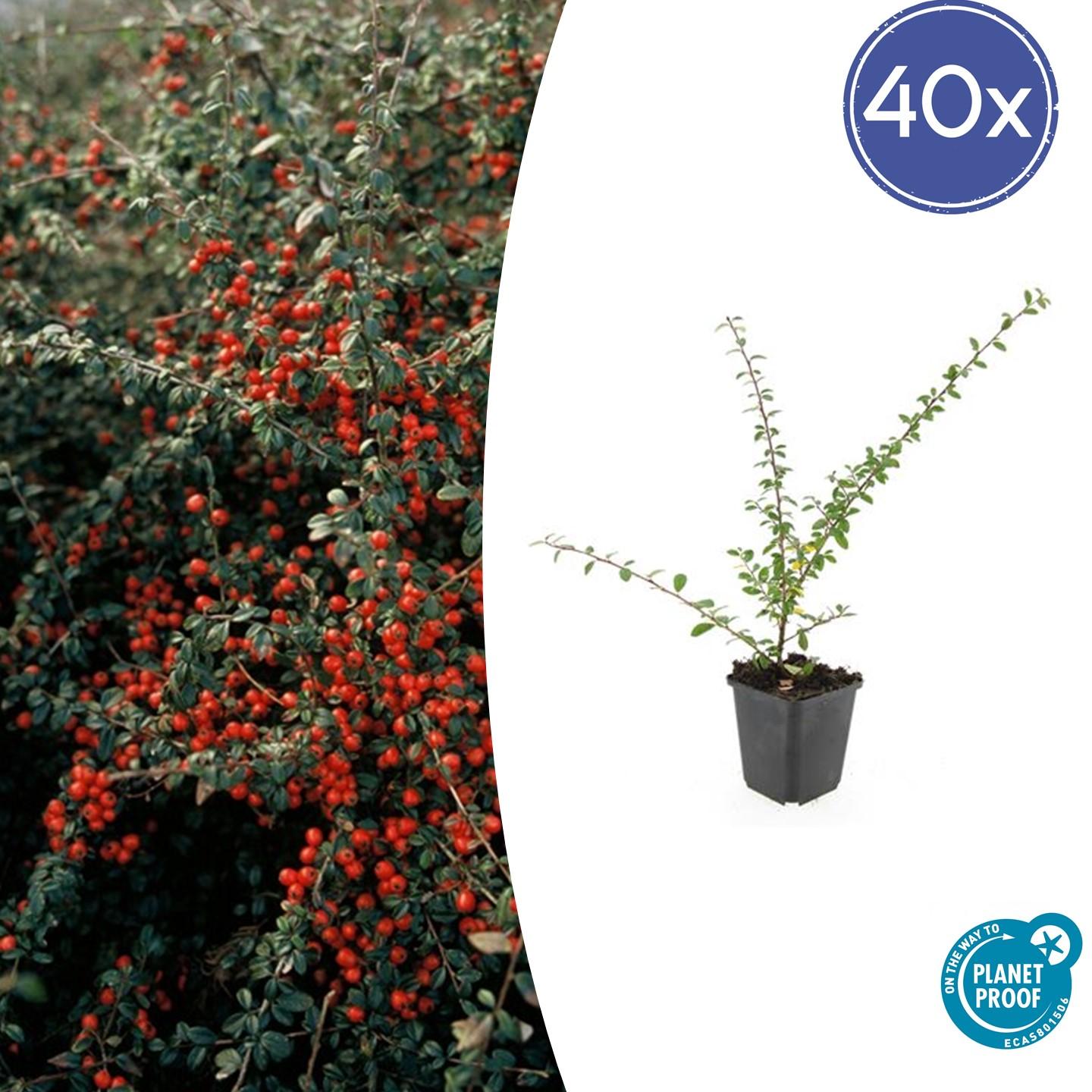 40x Cotoneaster suec. 'Coral Beauty' - ↕10-25cm - Ø9cm - Pflanzfix24.de - Pflanzfix24.de