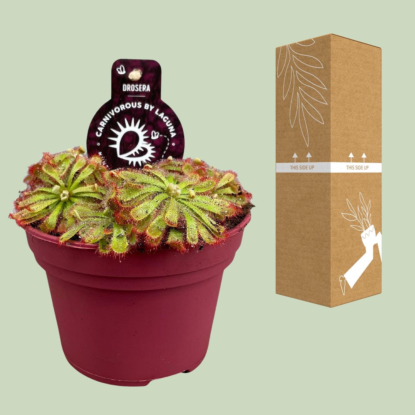 Drosera Aliciae - Ø12cm - ↕12cm bei Pflanzfix24.de - Pflanzfix24.de