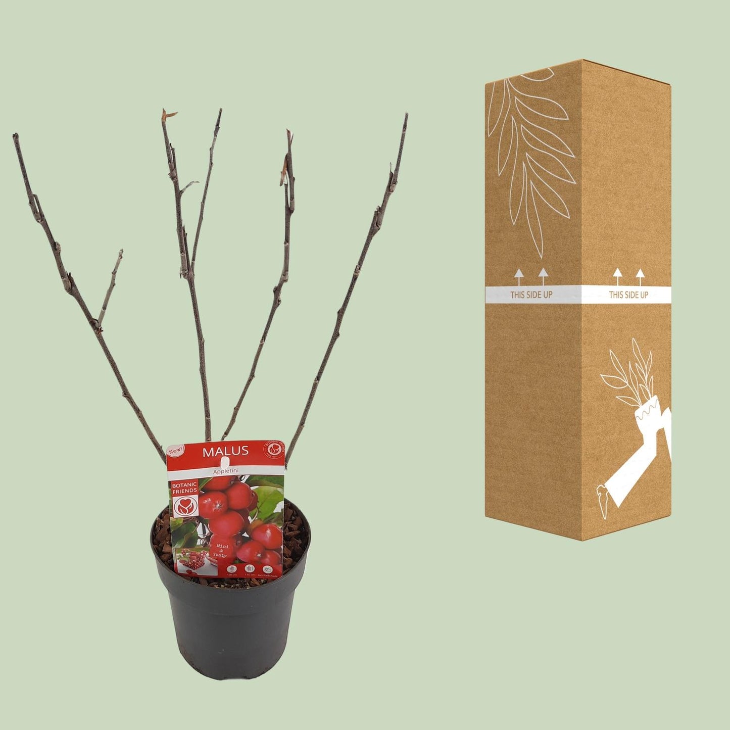Malus 'Appletini' Apfelbaum Ø13cm | Kompakt & Vielseitig | Pflanzfix24.de - Pflanzfix24.de