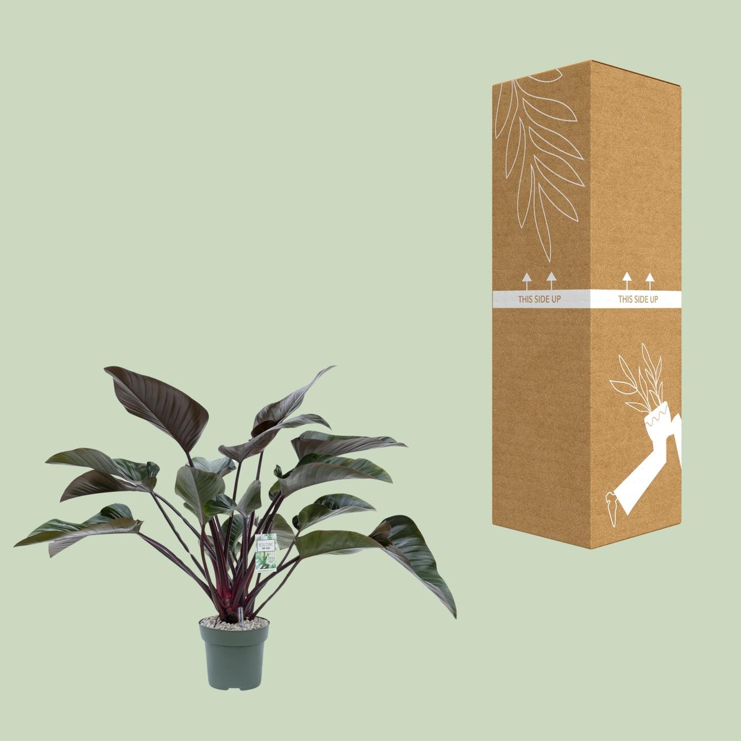 Philodendron Red Beauty - Ø27cm - Pflanzfix24