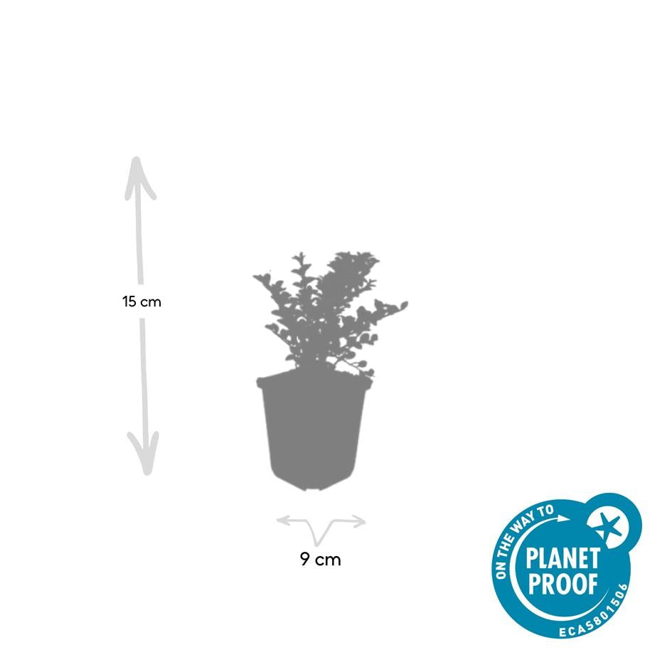 20x Cotoneaster horizontalis - ↕10-25cm - Ø9cm - Pflanzfix24