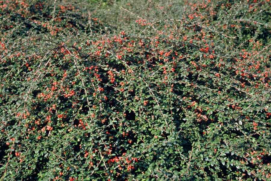 20x Cotoneaster 'Coral Beauty' von Pflanzfix24.de - ↕10-25cm - Ø9cm - Pflanzfix24.de