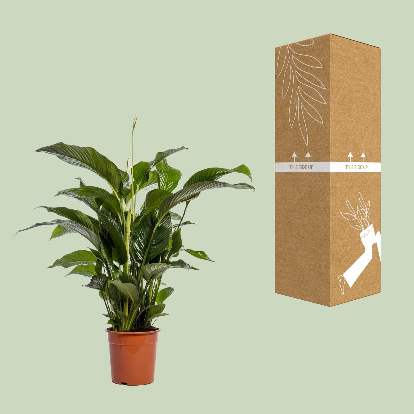 Friedenslilie Spathiphyllum Bellini – ca. 100 cm | Pflanzfix24.de - Pflanzfix24.de
