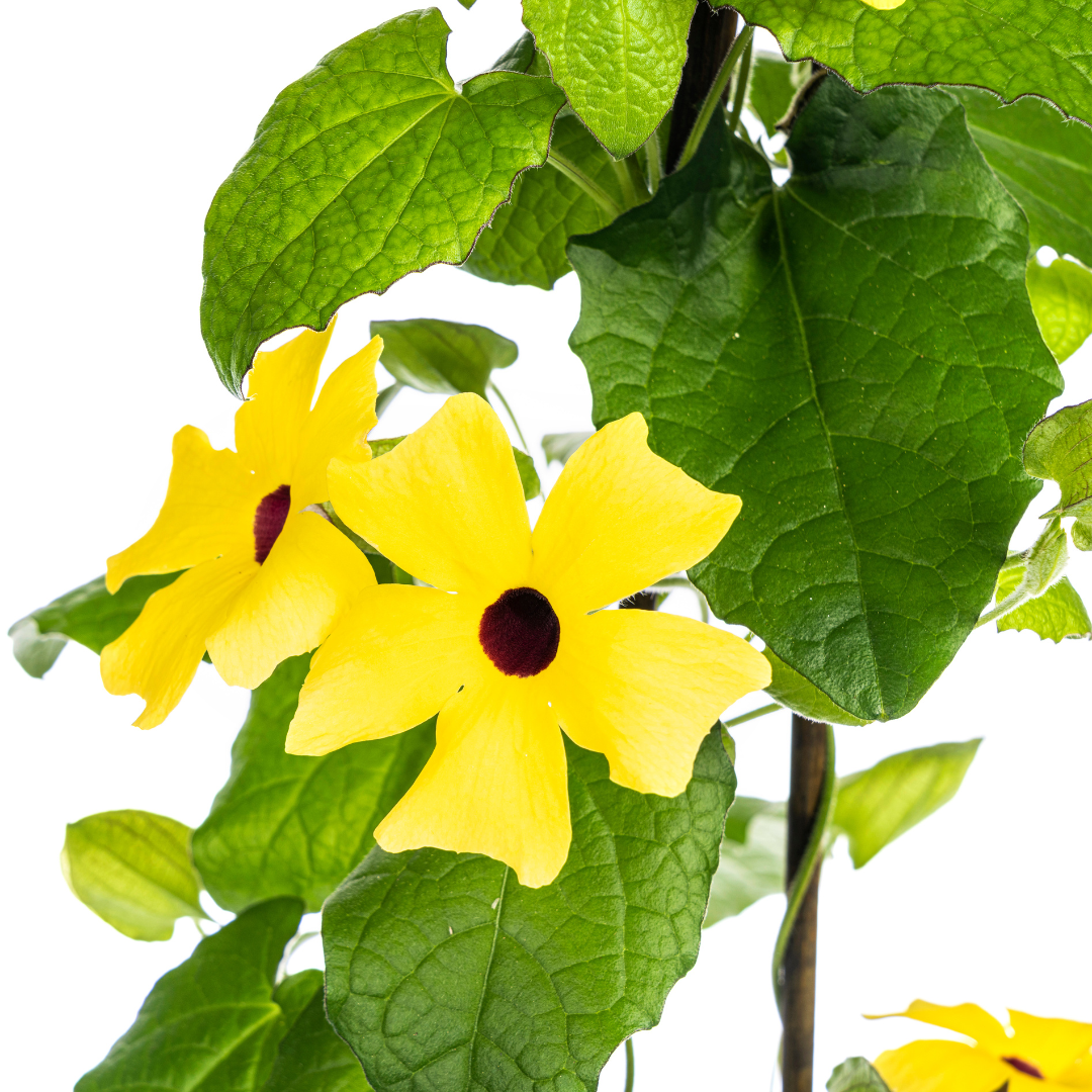 4x Thunbergia alata Sunny Susy Yellow Ø13 cm - ↕60 cm - Pflanzfix24