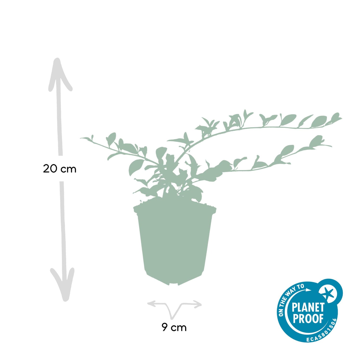 20x Cotoneaster dammeri Bodendecker | Pflanzfix24.de - Pflanzfix24.de