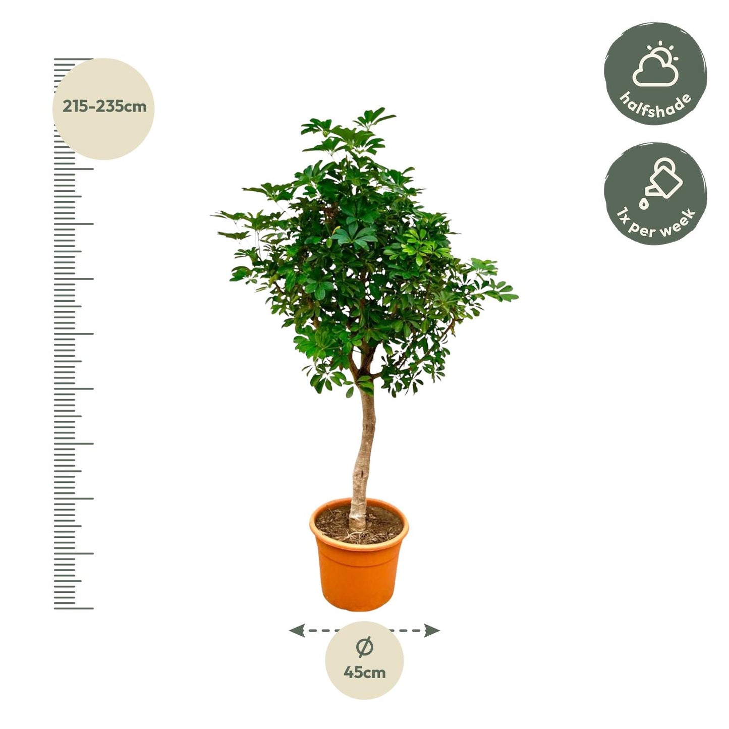 Schefflera op Stam 210cm Ø45cm | Tropische Zimmerpflanze | Pflanzfix24.de - Pflanzfix24.de