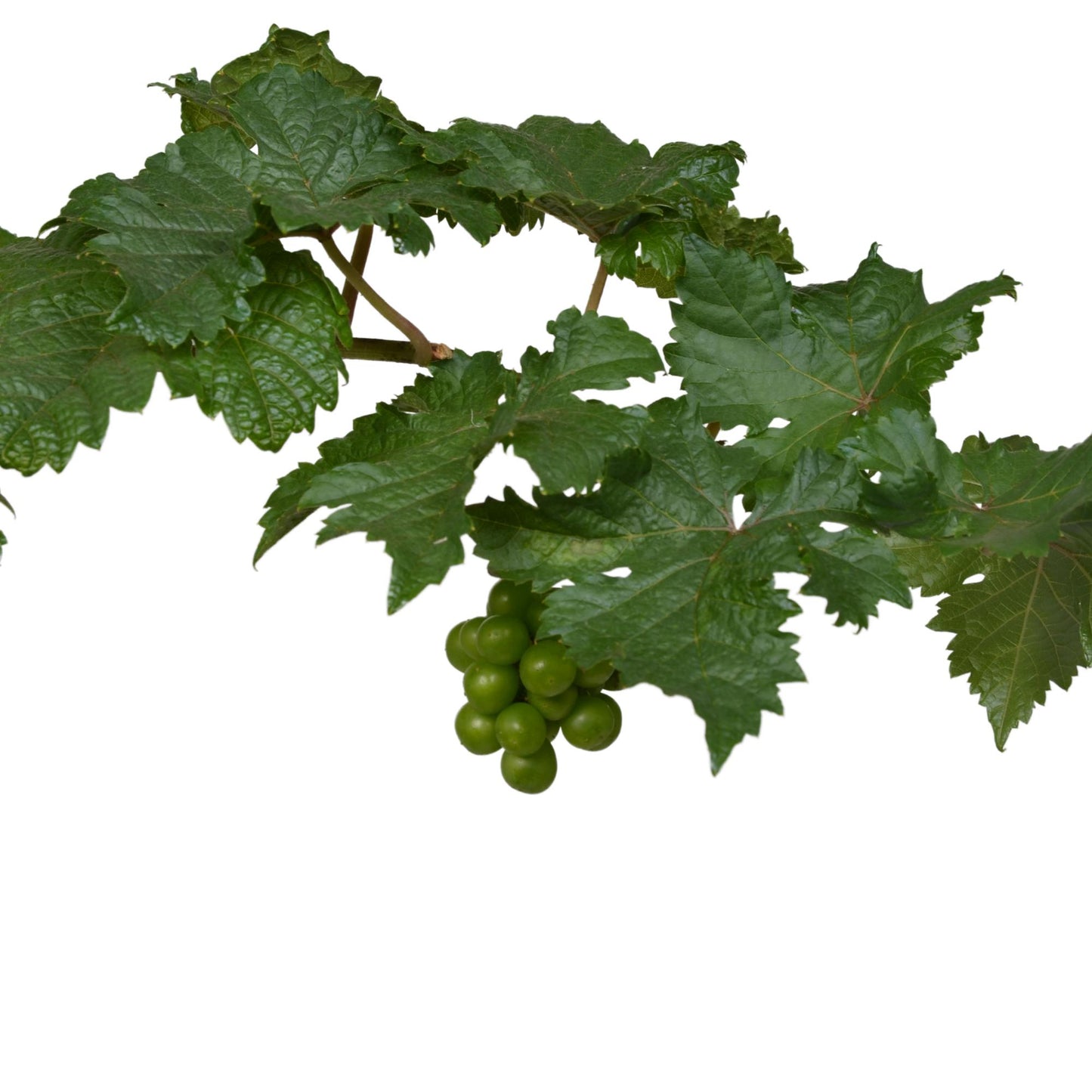 Vitis Pixie Pinot Noir Ø21 cm – Zwergweinrebe | Pflanzfix24