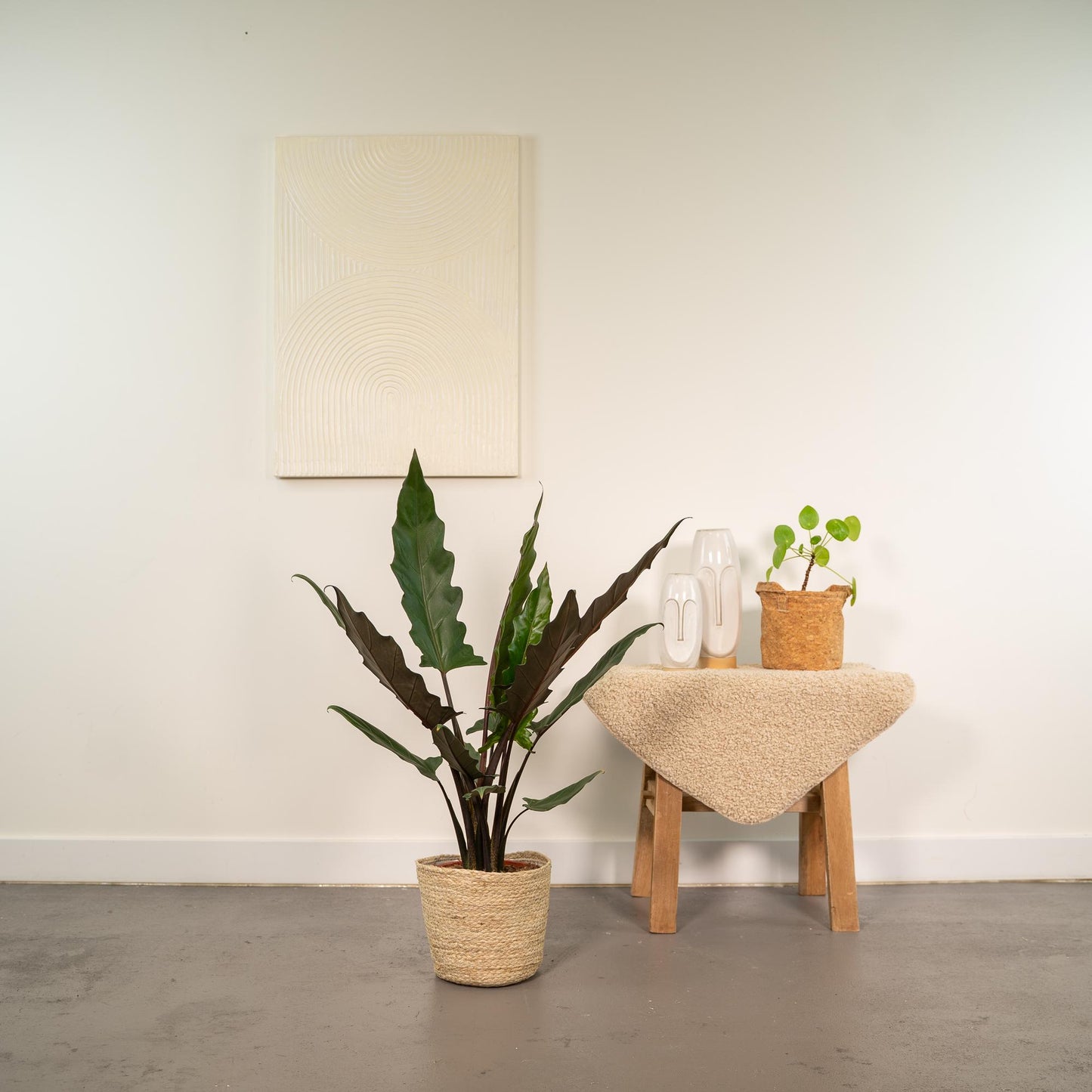 Alocasia Lauterbachiana - Ø19cm - ↕80cm + Korb Selin - Pflanzfix24.de - Pflanzfix24.de