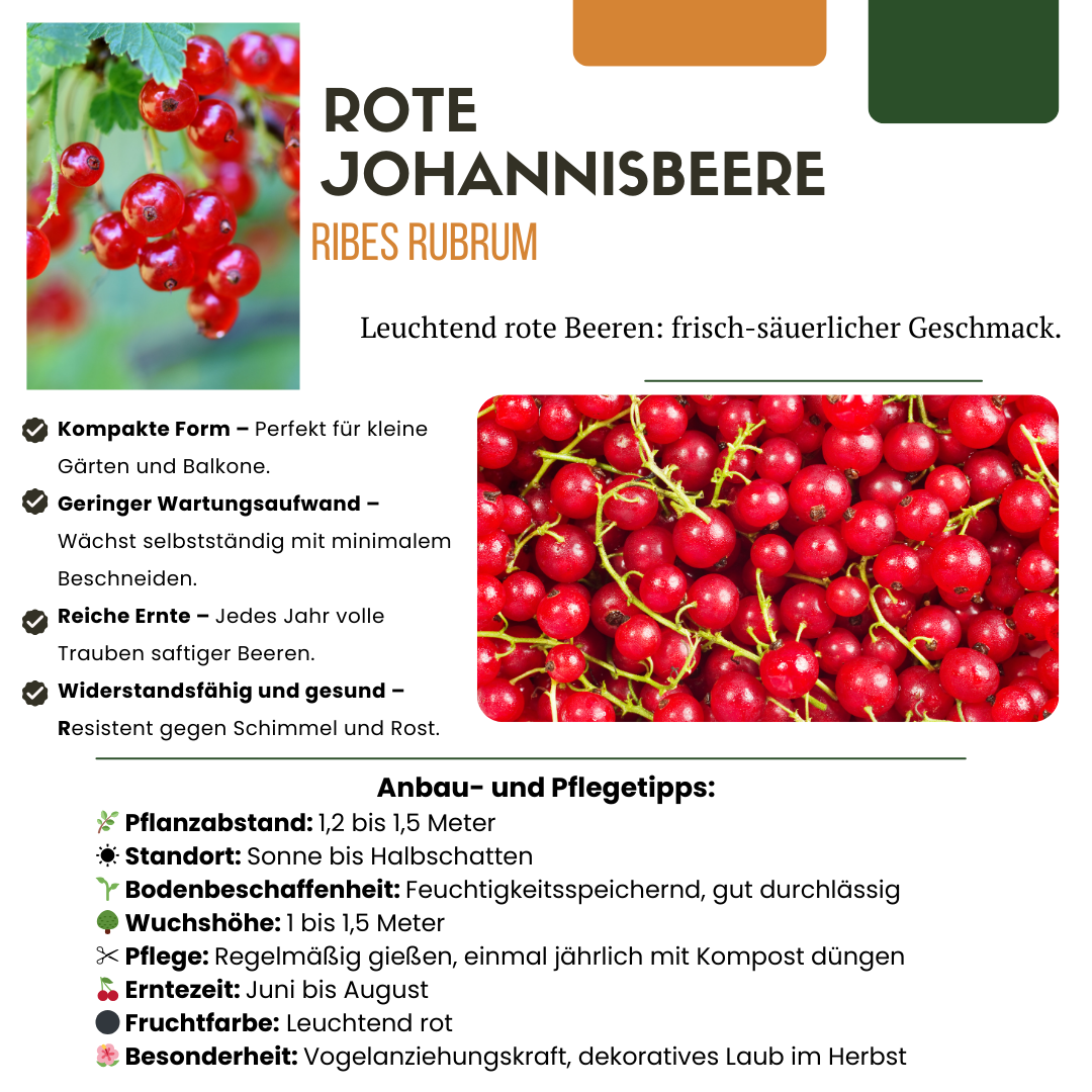 Früchteparadies BIO Obstpflanzen-Set – 4 Sorten | Pflanzfix24.de - Pflanzfix24.de