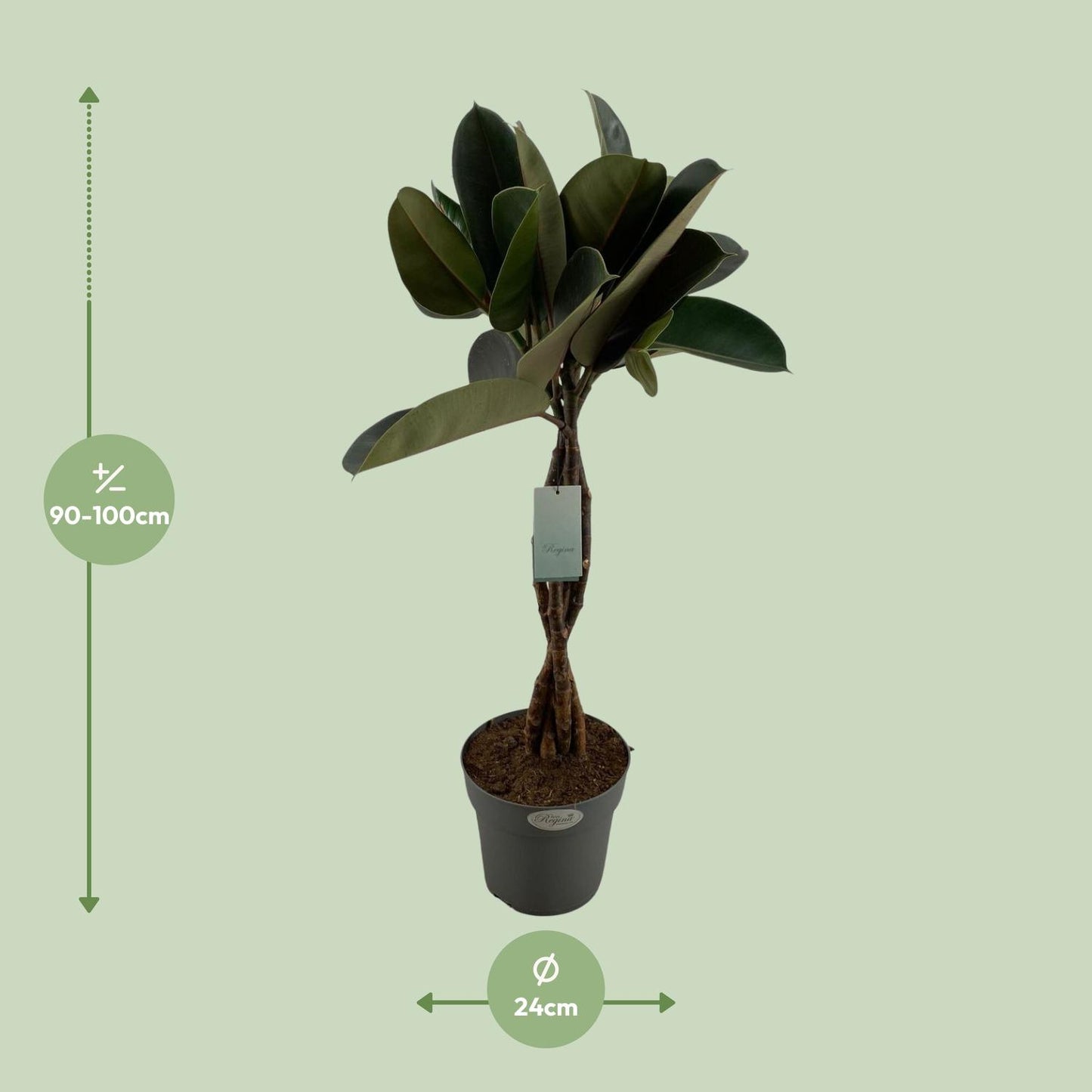 Ficus Elastica Burgundy - Ø24cm - ↕100cm - Pflanzfix24