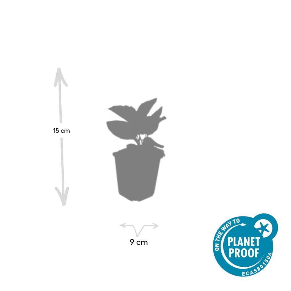 6x Rudbeckia fulgida 'Goldsturm' - ↕10-25cm - Ø9cm - Pflanzfix24.de - Pflanzfix24.de