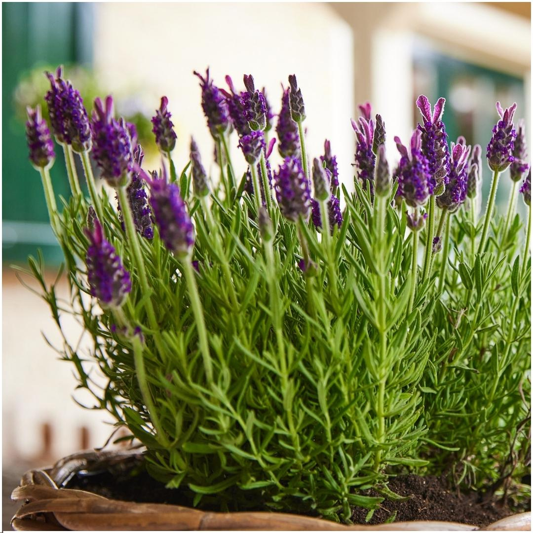 6x Lavandula stoechas Anouk® - Set van 6 Franse Lavendels - Pflanzfix24.de - Pflanzfix24.de