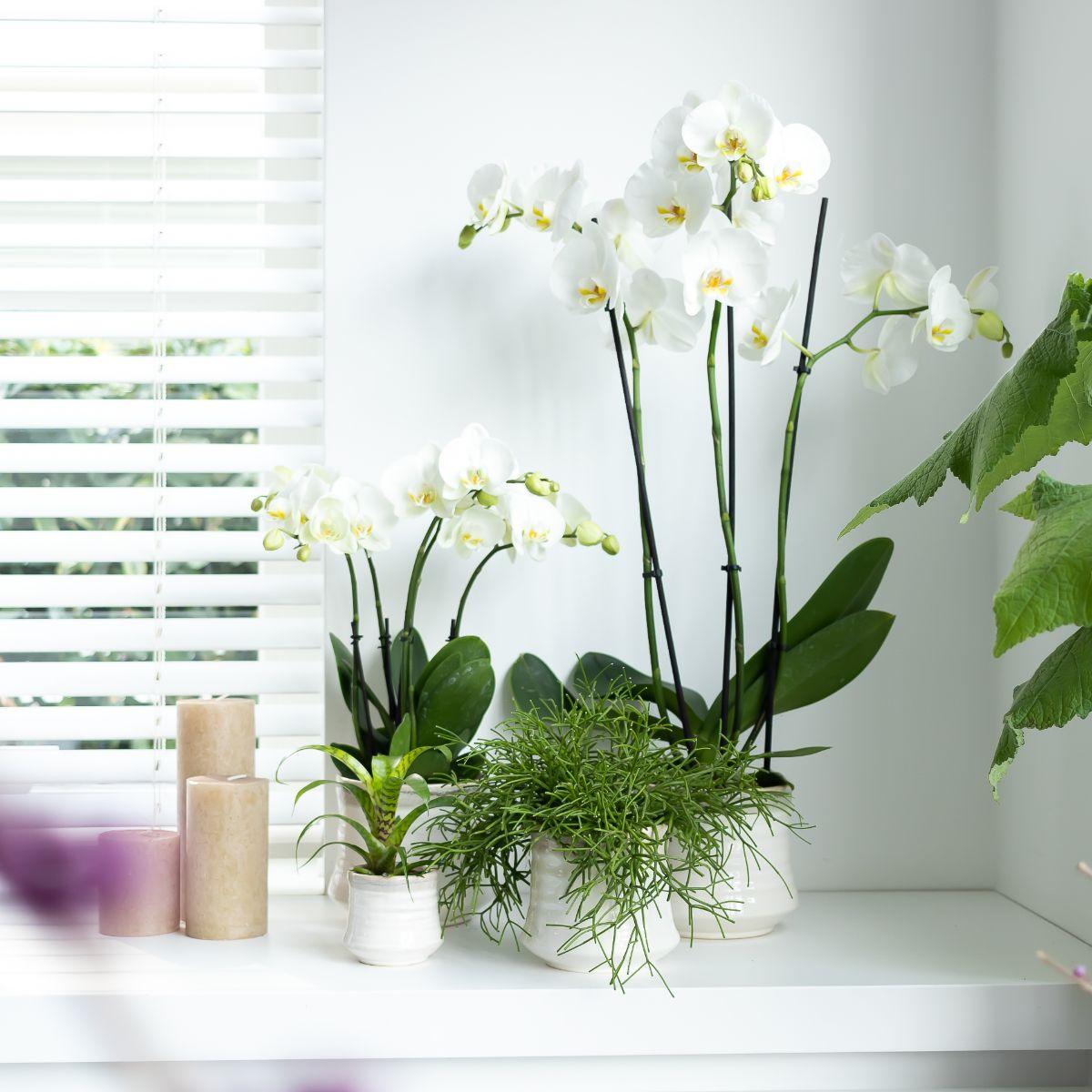 Kolibri Orchids | weiße Phalaenopsis-Orchidee - Dame Blanche - Topfgröße Ø12cm - Pflanzfix24