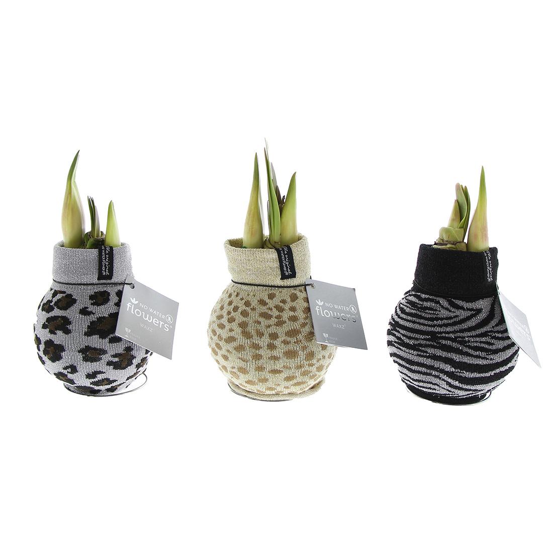 No Water Flowers® Fashionz Animal Mix (3er Pack) + Rote Blume - Pflanzfix24