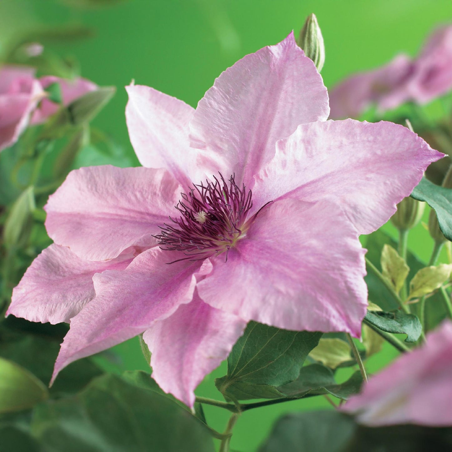 Pflanzfix24.de - Clematis Pink Fantasy - Kletterpflanze - 2 Pflanzen - Pflanzfix24.de