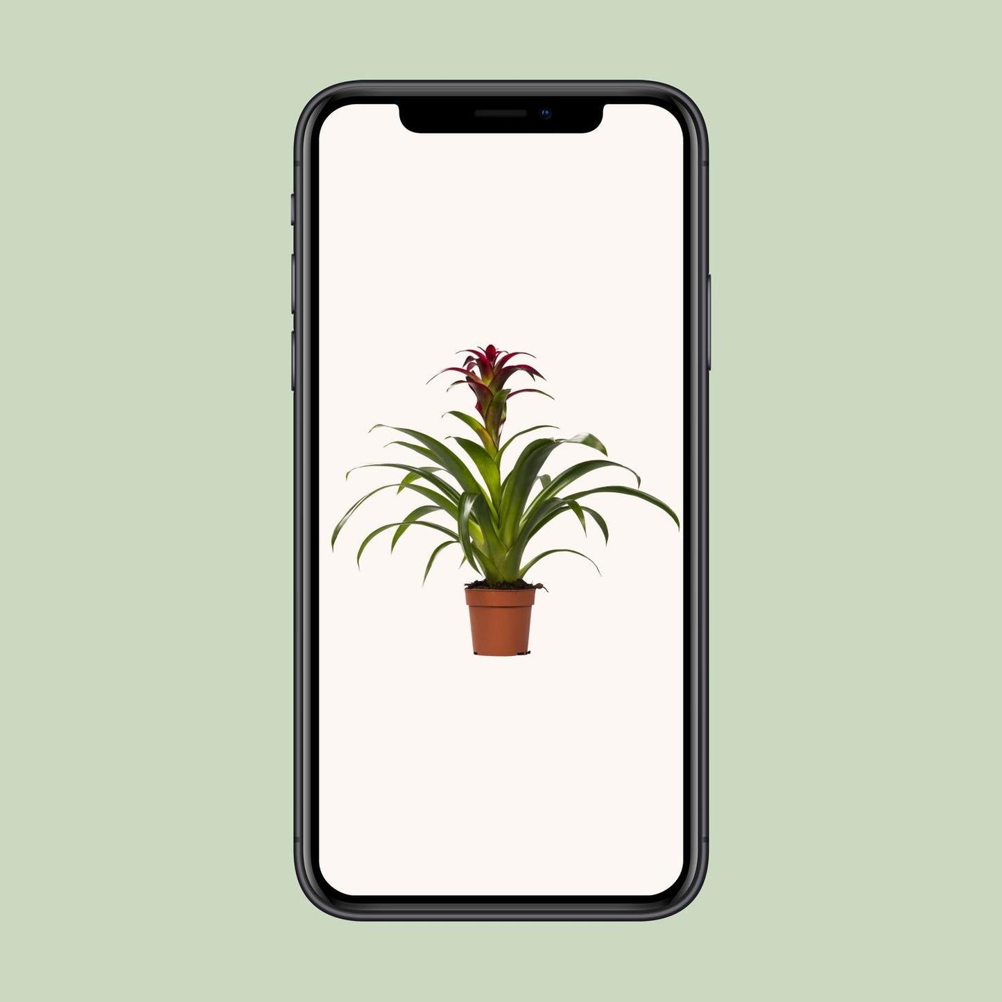 Guzmania Nextara - Ø12 ↕50 bei Pflanzfix24