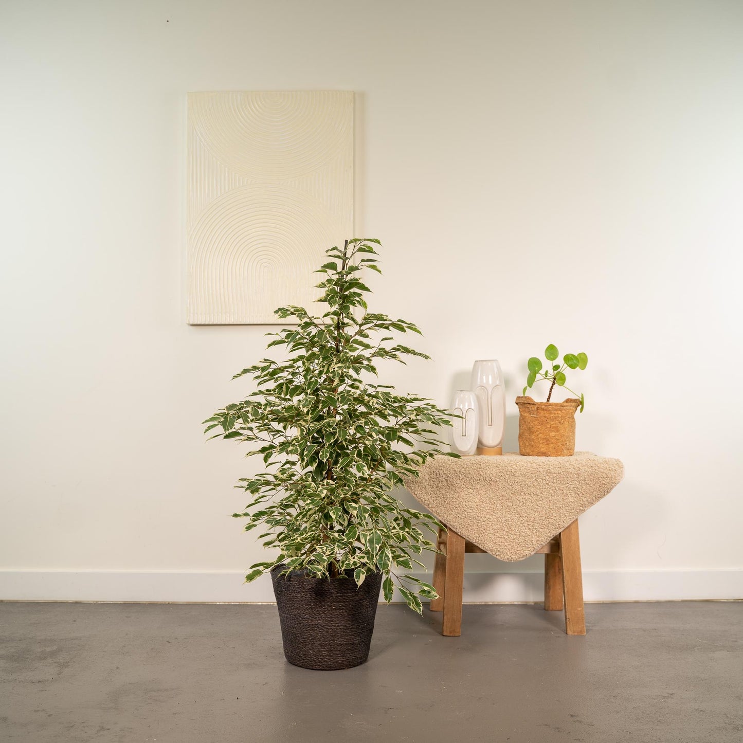 Ficus benjamina Twilight - Ø21cm - ↕95cm + Korb Igmar - Pflanzfix24