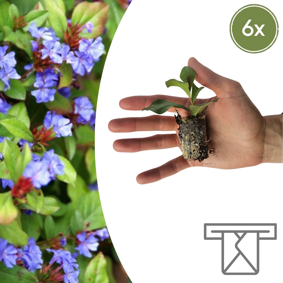 Ceratostigma 6er Pflanzset für Herbstgarten - Pflanzfix24