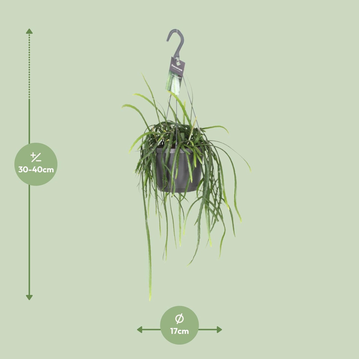 Lepismium Bolivianum – Kaktus 40 cm Ø17 | Pflanzfix24.de - Pflanzfix24.de